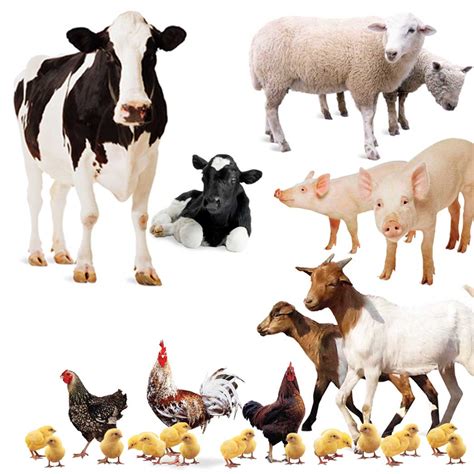donate farm animals.